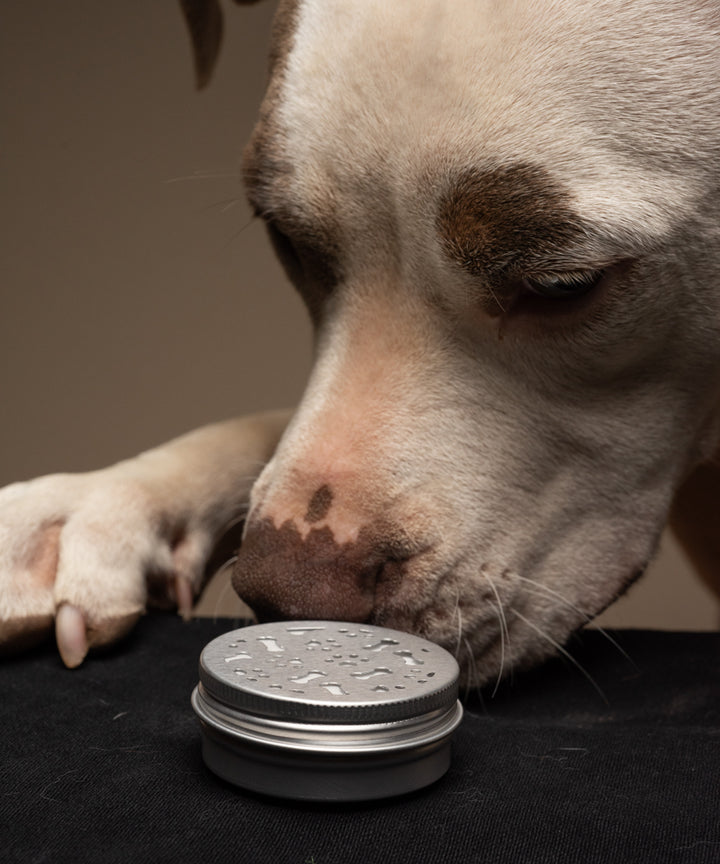 Scent Tins - Additional Scent Tins for Scent Training